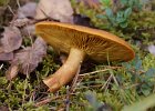 ciruvka safranka