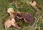 ciruvka strechovita
