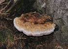 rournatec pasovy