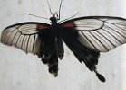 DSC00096