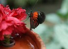 DSC00097