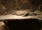 DSC00184