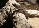 DSC00196